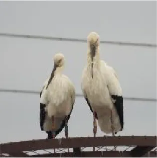 コウノトリ